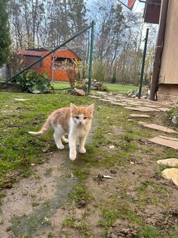 Darujeme koťátka - 2