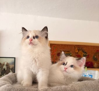 Ragdoll koťátka s PP - 2