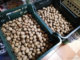 Vlašské ořechy - 2