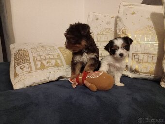 Jorkšír ,Jorkšírský teriér, Yorkšír - 2