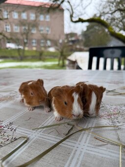 Darujeme morčátka - 2