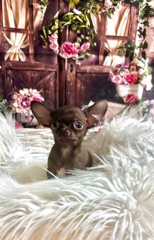 Čivava s PP -čoko chlapeček - 2