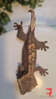 Pagekony řasnaté - 2