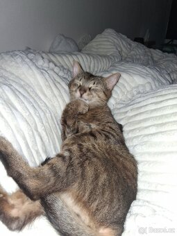 Darujeme kocourka - 2