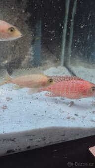 Tlamovci Aulonocara Red Rubín - 2