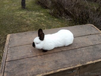 Kalifornský kralík samec - 2