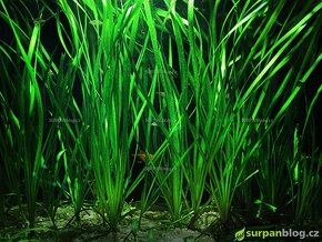 Akvarijní rostlina - Vallisneria - 2