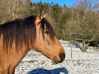 Připouštění Lusitano hřebcem - 2