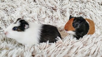 Morčata, Morče, morčátko - ARTHUR a ALVIN - 2