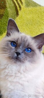 Ragdoll kočička s tmavě modrýma očima - 2