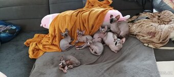 Rezervace sphynx - 2