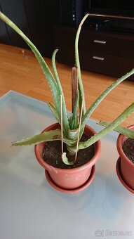 Dvě léčivé ALOE VERA - 2