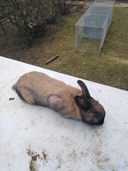 Prodám durynské králíky - 2