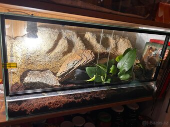 Užovka červená samec - včetně terária - 2