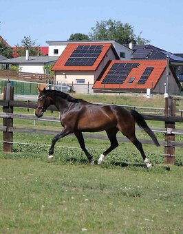 Charakterní klisna do sportu nebo jako luxusní hobby kůň - 2