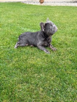 Francouzsky buldoček blue tan dlhosrstá big rope fenka - 2