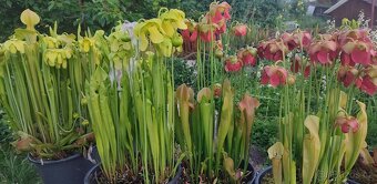 Venkovní masožravé rostliny - 2