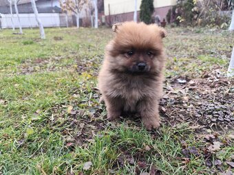 Nemecký Špic malý - 2