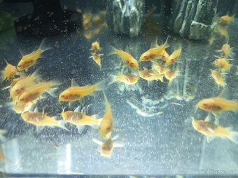 Panceřníček skvrnitý albin - 2