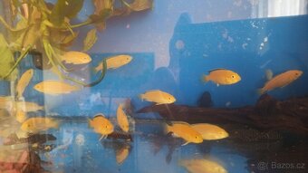Labidochromis Yellow - 2