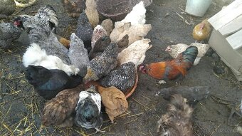 prodám násadová vajíčka - 2