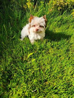 Jorkširský teriér štěňátka - 2