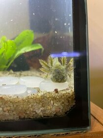 Mláďata axolotl mexický - 2