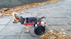 Invalidní vozík pro psa - 2