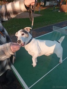Jack Russell teriér JRT KRYTÍ - 2