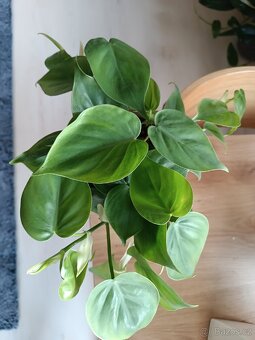 Philodendron scandens - 2
