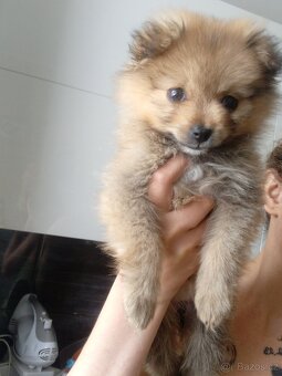 Štěňátko Pomerian - 2