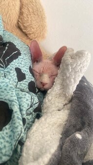 Přijímáme předběžné rezervace na nahá koťátka – maminka Bell - 2