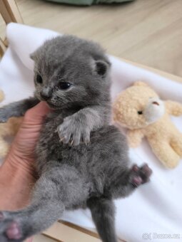 Britská koťátka k rezervaci.Tri kocourci. - 2