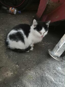 Prosíme o pomoc pro koťátka - 2