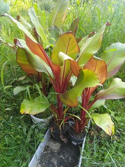 Červenolistý banánovník rostliny 90-120 cm - 2