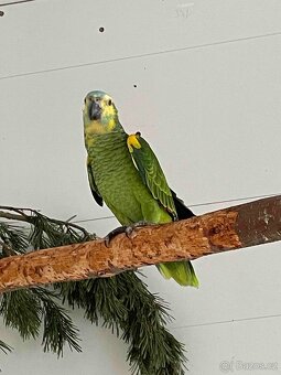 Amazoňan modročelý xanthopteryx - 2