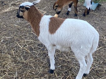 Ovce kamerunská - 2