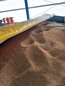 Prodám hrách půlky - 2