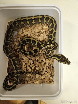 Morelia spilota variegata (ex Harissony) - 2