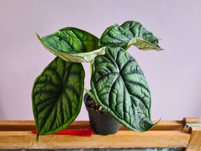 Alocasia, philodendron, syngonium, monstera a další - 2