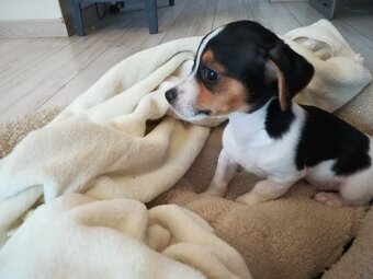 Jack russel teriér - 2