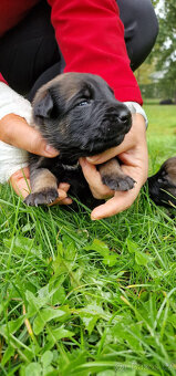 Belgický ovčák Malinois - štěňata (Německý ovčák podíl 25%) - 2