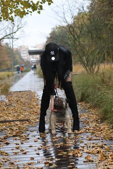 🔹 Krycí pes k dispozici – Fluffy Frenchie s PP🔹 - 2