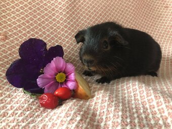 Morče - morčátko - 2