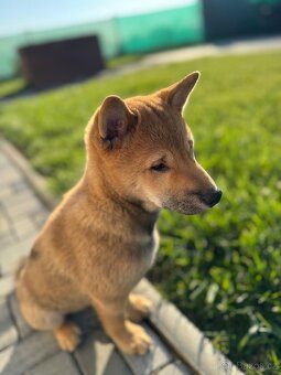 Shiba Inu štěňátko – kluk k odběru od 11. 10. - 2