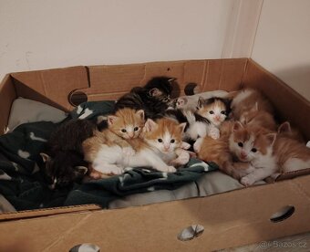 Mainská mývalí koťátka - 2