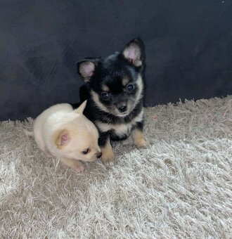 Čivava dlouhosrstá - 2