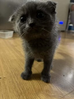 Skotská klapoucha - 2