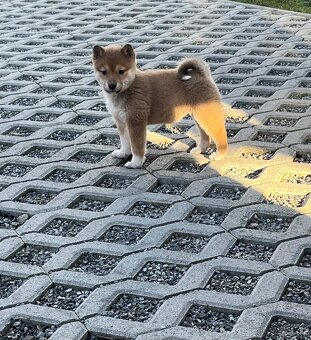 Shiba inu, šiba inu - 2