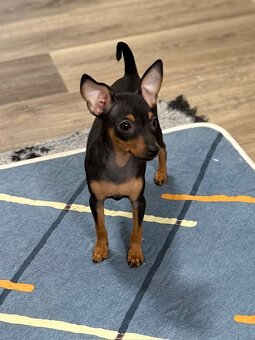 Pražský krysařík s PP - 2